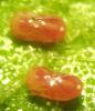 Rhopalus sp.